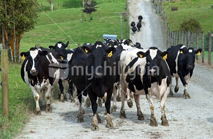 A herd of dairy cows on their way to the milking shed
