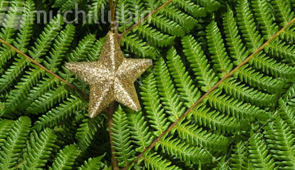 Christmas star on a fern background