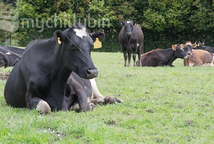 Black and white dairy cow lying down