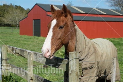Horse, waiting in a paddock with a barn in the background
