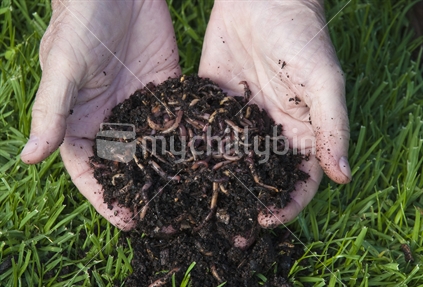 Compost and Worms