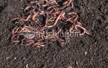 Compost Worms 