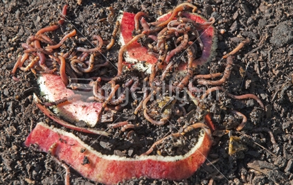 Compost Worms at Work