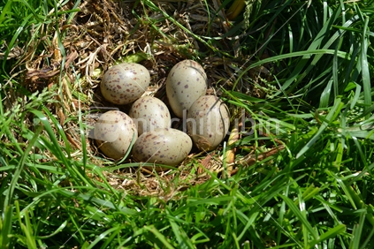 Pukeko eggs in a nest, suggestive of saving (nest egg)