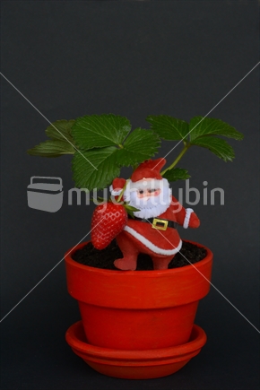 Christmas Santa with strawberry gift
