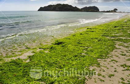 Green sea lettuce covering beach, Mt Maunganui