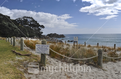 Beach and  protected sand dunes Mt Maunganui