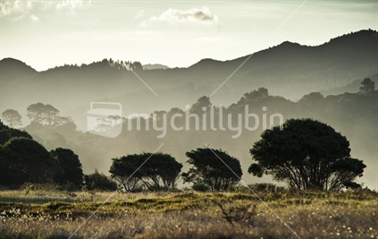 Trees, hills and tussock, Coromandel