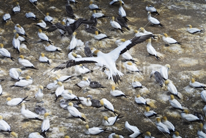 Gannet colony at Muriwai