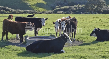 Cattle around water trough