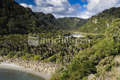 Nikau Palms, South Island