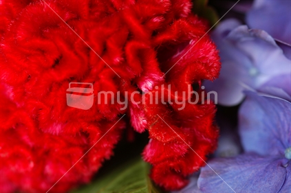 Close up of red cockscomb and purple hydrangea flowers