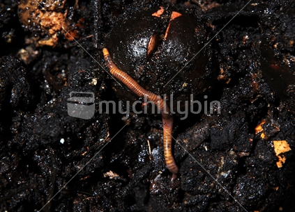 Compost and Earthworms