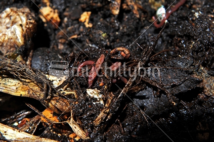 Compost and Earthworms