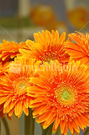 Close up of orange Gerberas