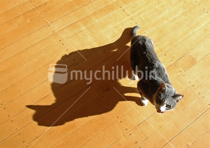 Hungry cat with large shadow, licking it lips