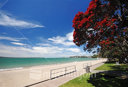 Sandy beach with Pohutakawa trees, Auckland, New Zealand