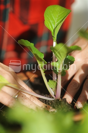 Seedling being planted, close up