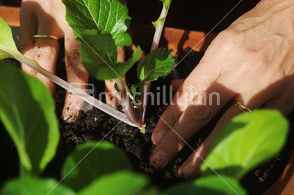 Seedling being planted, close up