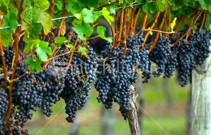 Ripe Grapes on Vines, New Zealand