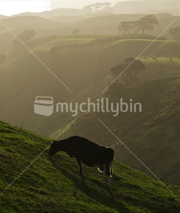 Milking cow on farmland, New Zealand