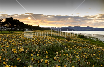 Matarangi sunset, Coromandel, New Zealand
