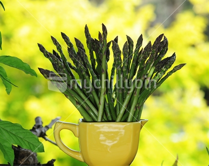 Asparagus spears in a yellow jug
