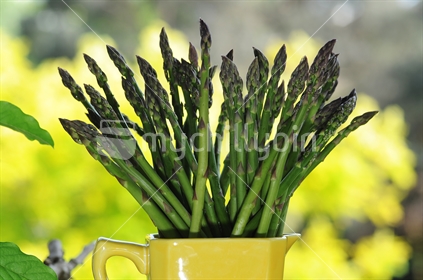 Asparagus spears in a yellow jug.