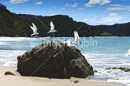 White fronted terns taking off