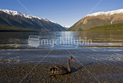 Swan on Lake Rotoiti, South Island, New Zealand