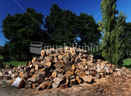 Pile of cut logs, ready to split for firewood.