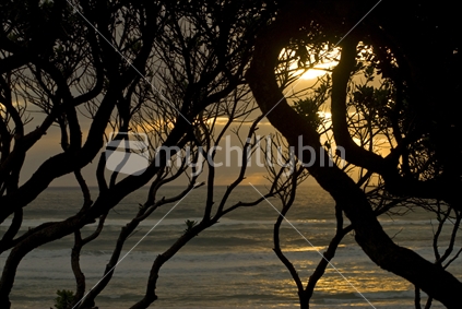 Sunset through Pohutukawa trees at Piha Beach, Auckland, New Zealand