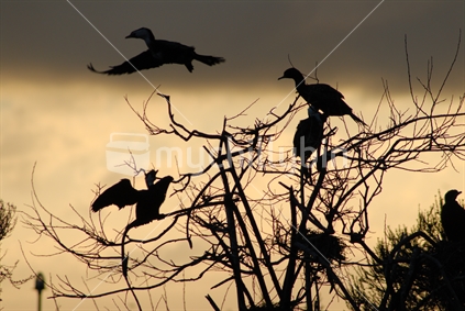 Cormorants at sunrise rising from nests on Lake Rotorua shores, New Zealand