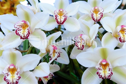 Close up of white Orchid Flowers