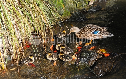 Mother Duck and Ducklings on Rocks in Pond. 