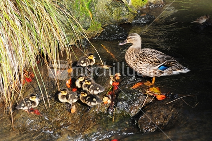 Mother Duck and 6 Ducklings on Rocks in Pond. 