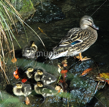 Mother Duck and Ducklings