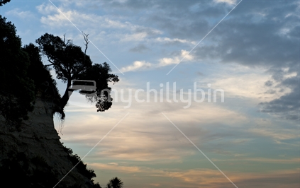 Pohutukawa tree hanging on cliff edge.