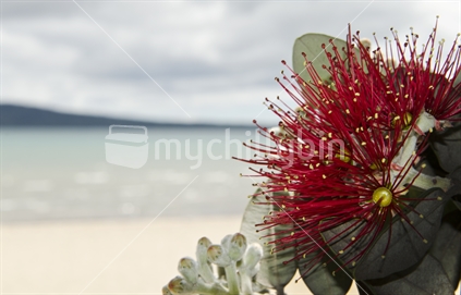 Pohutakawa flower against New Zealand coastal background