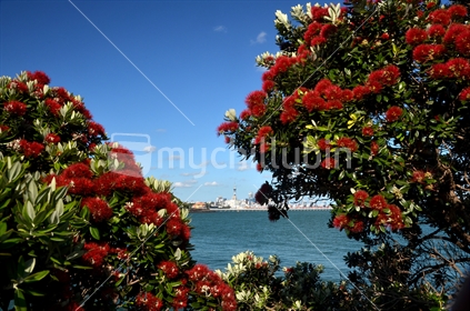 Pohutukawas in flower in front of Auckland cityscape