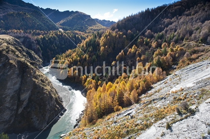 Autumn colour trees beside the Shotover River in Skippers Canyon, South Island