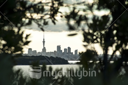Auckland City framed by Pohutakawa trees.