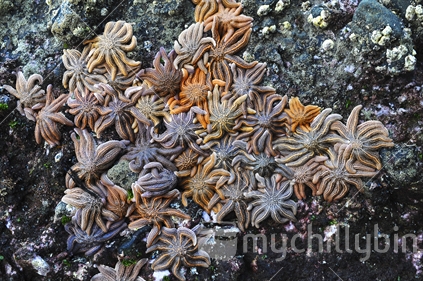Starfish clustered on rocks at low tide