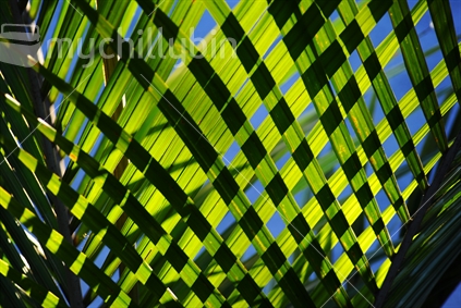 Nikau fronds in woven pattern