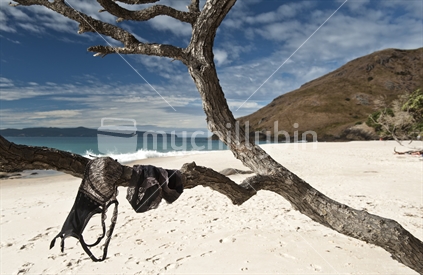 Underwear hanging from tree branch