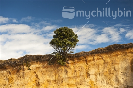Eroded cliff face with single tree