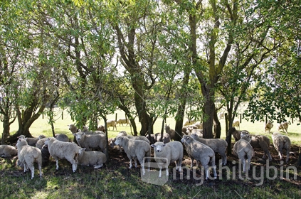 Sheep resting under shady trees.