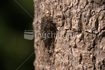 Cicada on a cabbage tree trunk