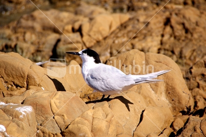 A white-fronted tern sits on a rocky shoreline outcrop