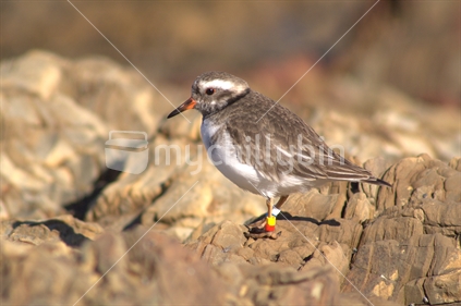 New Zealand shore plover with colourful bands on legs stands on a sandstone shore platform of the northwest Wellington coast